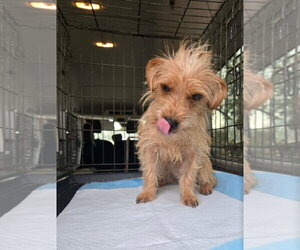 Willy - ADOPTION IN PROCESS - Male Dachshund-Unknown Mix Dog for Adoption - Photo #2
