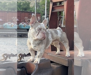 Father of the French Bulldog puppies born on 06/13/2025