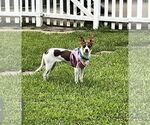 Small #1 Rat Terrier
