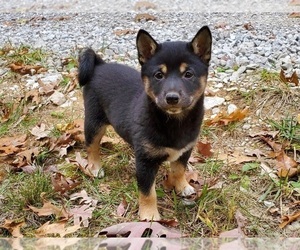 Shiba Inu Puppy for sale in CLARK, MO, USA