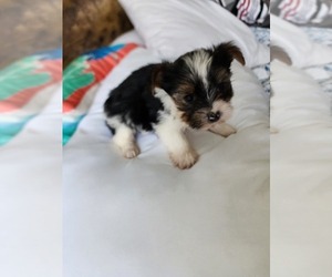 Yorkshire Terrier Puppy for sale in COEUR D ALENE, ID, USA