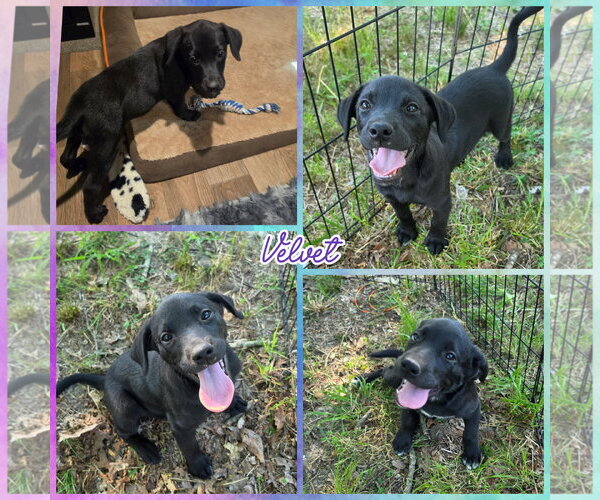Medium Photo #1 Labsky Puppy For Sale in Blacksburg, SC, USA