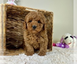 Goldendoodle (Miniature) Puppy for Sale in GREENFIELD, Indiana USA