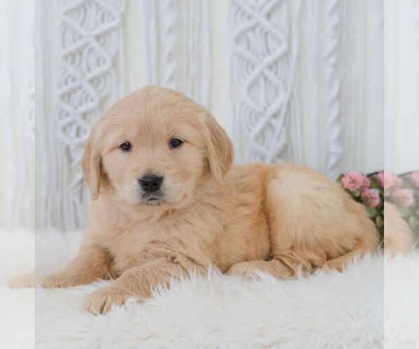Medium Photo #4 Golden Retriever Puppy For Sale in NEWPORT, PA, USA