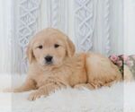 Small #3 Golden Retriever