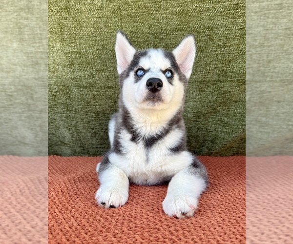 Medium Photo #9 Siberian Husky Puppy For Sale in OCALA, FL, USA