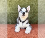 Small #8 Siberian Husky