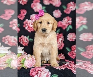Golden Retriever Puppy for sale in OXFORD, PA, USA