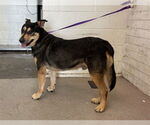 Small German Shepherd Dog Mix