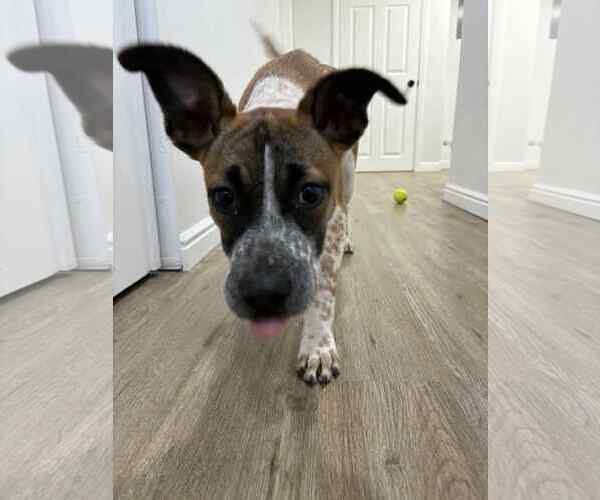 Medium Photo #3 Mutt Puppy For Sale in Sandy, UT, USA