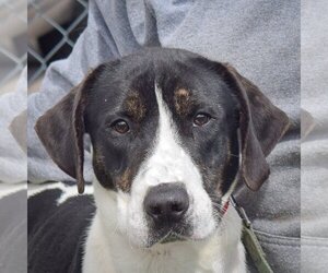 Treeing Walker Coonhound Dogs for adoption in Huntley, IL, USA