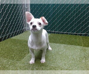 Medium Chihuahua Mix