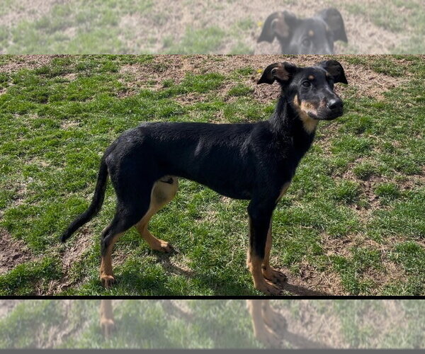 Medium Photo #3 Doberman Pinscher-Unknown Mix Puppy For Sale in Minneaoplis, MN, USA
