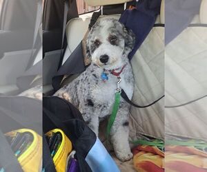 Miniature Bernedoodle Dogs for adoption in Nazareth, PA, USA