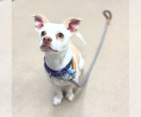 Medium Photo #1 Chihuahua Puppy For Sale in Aurora, CO, USA