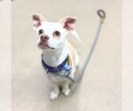 Small Chihuahua