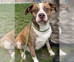 Catahoula Leopard Dog-Staffordshire Bull Terrier Mix Dogs for adoption in Lee's Summit, MO, USA