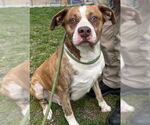 Small Catahoula Leopard Dog-Staffordshire Bull Terrier Mix