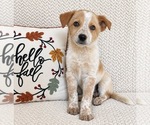 Small #1 Australian Cattle Dog