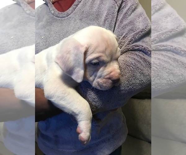 Medium Photo #3 American Bully Puppy For Sale in BOONE, IA, USA