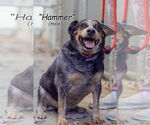 Small #3 Beagle Mix