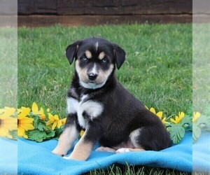 Labrador Retriever-Siberian Husky Mix Puppy for sale in PEACH BOTTOM, PA, USA