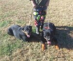Small Photo #3 Rottweiler Puppy For Sale in HACKETT, AR, USA