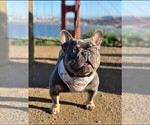 Small Photo #1 French Bulldog Puppy For Sale in PLEASANTON, CA, USA