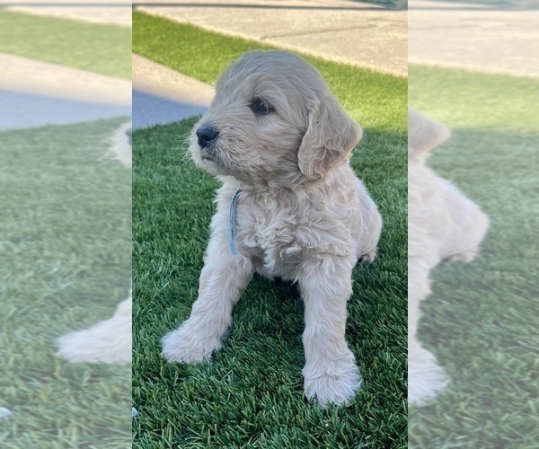 Medium Photo #101 Goldendoodle Puppy For Sale in PHOENIX, AZ, USA