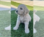 Small Photo #101 Goldendoodle Puppy For Sale in PHOENIX, AZ, USA