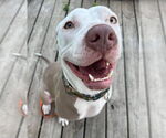 Small #20 American Pit Bull Terrier Mix