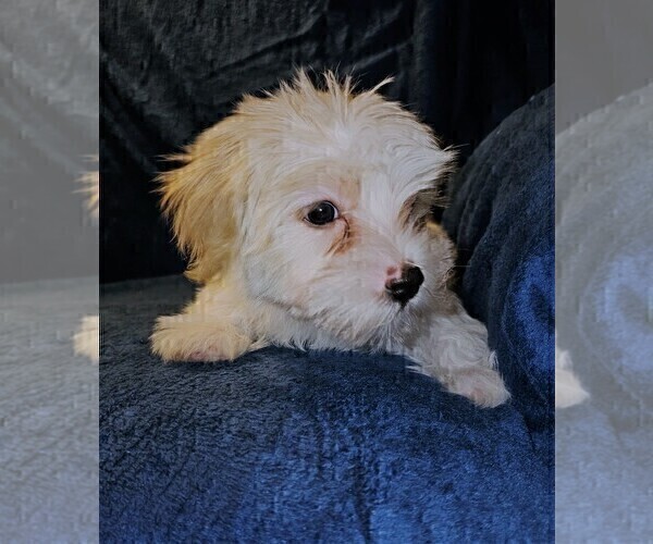 Medium Photo #13 Morkie Puppy For Sale in HOLLAND, MI, USA