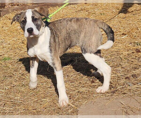 Medium Photo #3 Bulldog-Unknown Mix Puppy For Sale in Wetumpka, AL, USA