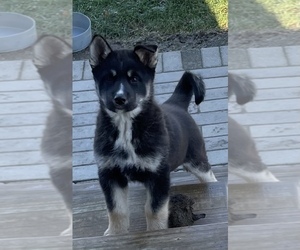 German Shepherd Dog-Siberian Husky Mix Puppy for sale in COLUMBIA CITY, IN, USA
