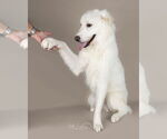 Small #34 Great Pyrenees
