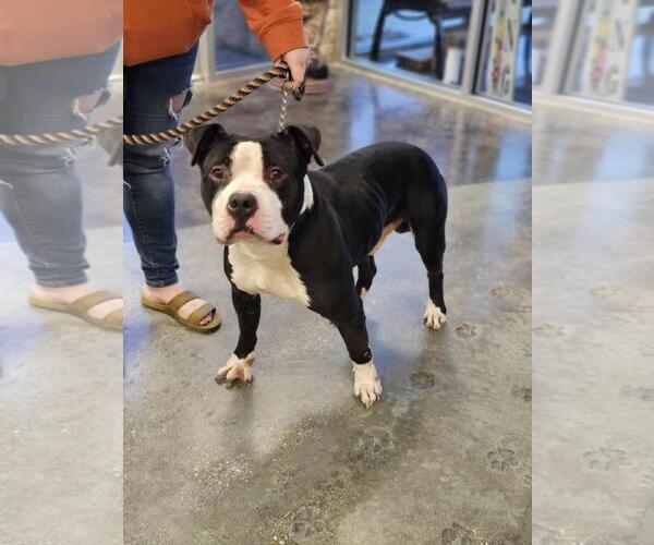 Medium Photo #7 Mutt Puppy For Sale in Rockwall, TX, USA