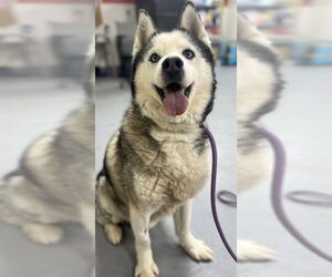 Siberian Husky Dogs for adoption in Louisville, KY, USA