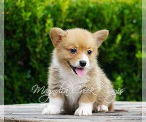 Pembroke Welsh Corgi Puppy for sale in CRESTVIEW, FL, USA