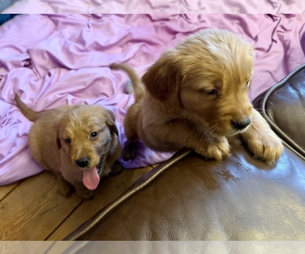 Medium Photo #1 Golden Retriever Puppy For Sale in WOODSTOCK, CT, USA