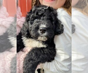 Bernedoodle Puppy for sale in CONNERSVILLE, IN, USA