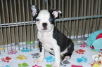 Small Photo #1 Boston Terrier Puppy For Sale in TUCSON, AZ, USA
