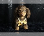 Small #1 Dachshund