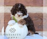 Small #2 Bernedoodle (Miniature)