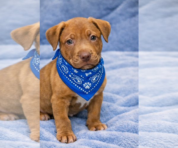 Medium Photo #7 Mutt Puppy For Sale in Euless, TX, USA