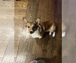 Small Photo #1 Pembroke Welsh Corgi Puppy For Sale in ABSECON, NJ, USA