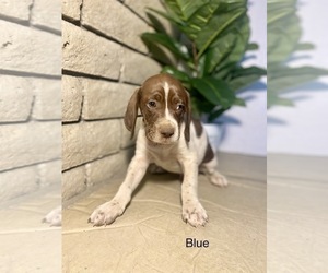 German Shorthaired Pointer Puppy for sale in CALIMESA, CA, USA