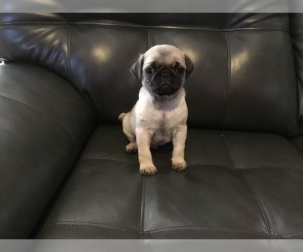 Medium Photo #2 Pug Puppy For Sale in FRANKTON, IN, USA