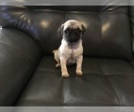 Small Photo #2 Pug Puppy For Sale in FRANKTON, IN, USA