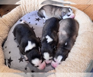 Pomsky Puppy for sale in VENUS, PA, USA
