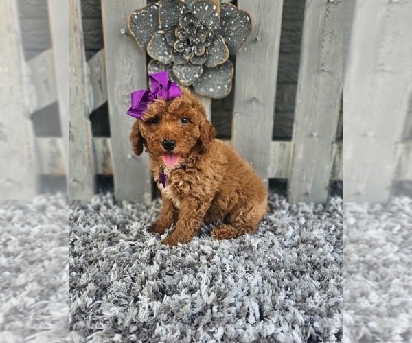 Medium Photo #3 Poodle (Miniature) Puppy For Sale in INDIANAPOLIS, IN, USA